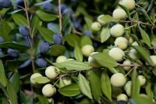 Myrte blanc rare d'occasion  Expédié en France
