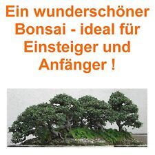 Samen bonsai chinesische gebraucht kaufen  Calw
