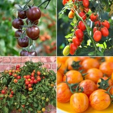 Cherry tomato seeds for sale  SALISBURY
