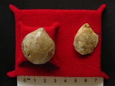 Brachiopodes oxfordien terebra d'occasion  La Chapelle-Saint-Luc