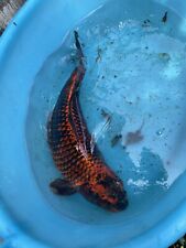 Carpe koi colorazioni usato  Orzinuovi