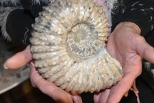 Grande ammonite douvilleiceras d'occasion  Pont-à-Mousson