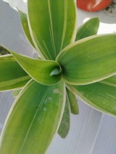 Agave attenuata striata usato  Siculiana