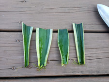 Snake plant cuttings for sale  Louisville