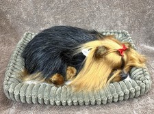 Yorkie puppy dog for sale  Tempe