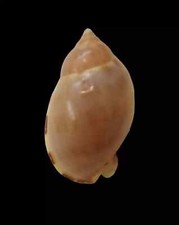 Conchiglia shell casmaria usato  San Cesareo