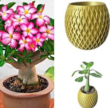 Houseplant desert rose for sale  ANTRIM