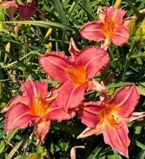 Day ditch lily for sale  Dearborn Heights