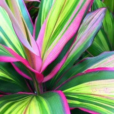 Cordyline fruticosa kiwi for sale  GLASGOW