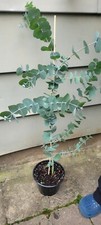 Silver dollar eucalyptus for sale  Easton