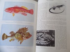 Animaux vivants charles d'occasion  Douarnenez