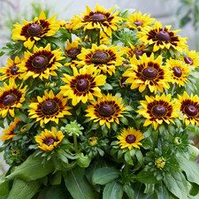 Rudbeckia smileyz tiger for sale  UK