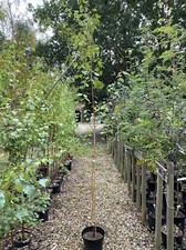 Betula utilis jacquemontii for sale Betula utilis jacquemontii for sale  SPALDING