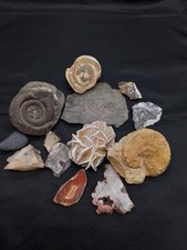 Fossilien ammonit achat gebraucht kaufen Fossilien ammonit achat gebraucht kaufen  Worms