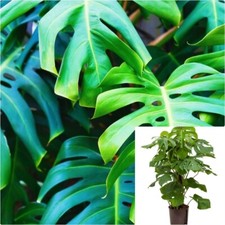 Monstera deliciosa split for sale  Modesto