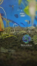 Otocinclus catfish great for sale  Lakewood