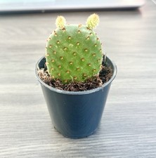 Opuntia microdasys bunny for sale  HARPENDEN
