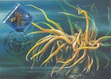 Sea anemone anemonia d'occasion  Expédié en Belgium