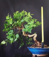 Bonsai ciliegio santa usato  Cison di Valmarino