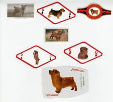 Norfolk terrier collection for sale  COLEFORD