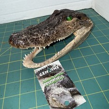 Genuine alligator head for sale  Celina