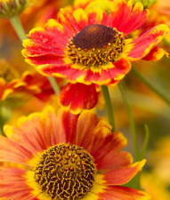 Helenium autumnale mariachi for sale  LONDON