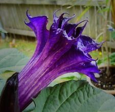 Datura stechapfel engelstrompe gebraucht kaufen  Nürnberg