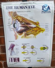 Anatomy posters laminated for sale  NEWTON-LE-WILLOWS