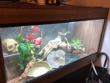 Reptile vivarium established for sale  WALSALL