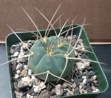 Gymnocalycium cardenasianum we for sale  North Las Vegas