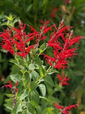 Pineapple sage live for sale  Jacksonville