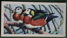 Usado, AFRICAN PYGMY GOOSE Vintage 1960 Ilustrado Cartão de Pássaro EE04M comprar usado  Enviando para Brazil