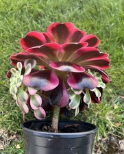 Aeonium medusa succulent for sale  Sterling Heights