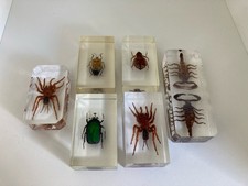 Insects spiders scorpions for sale  DERBY