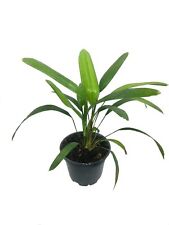 Lady palm live for sale  USA