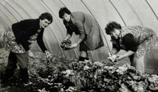Three women bent for sale  Foley