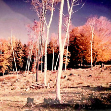 White birches autumn for sale  Wimberley
