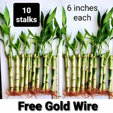 Lucky bamboo plants for sale  Sugar Land