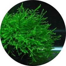 250g java moss for sale  HOUNSLOW