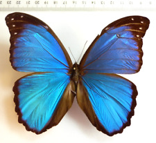 Entomologie schmetterling morp gebraucht kaufen  Haibach