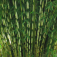 Umbrella bamboo fargesia for sale  UK