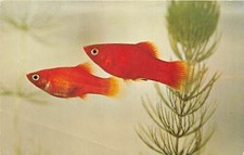 Us51 animals fish for sale  MITCHAM