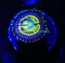 Cornbred wolverine paly for sale  Fort Lauderdale
