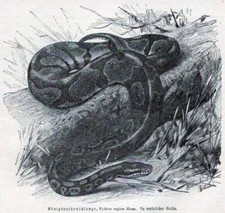 Königspythonschlange python r gebraucht kaufen  Deutschland