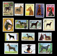 Dobermann pinscher doberman d'occasion  Expédié en Belgium