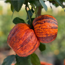 Citrus rainbow orange for sale  PETERBOROUGH