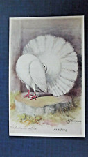 Fantail pigeon feathered for sale  BATH