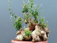 Bonsai olivastro 43x40cm usato  Pagani