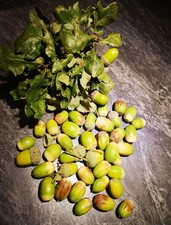 1.6kg english ancent for sale  HORSHAM