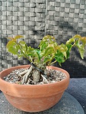 Bonsai bougainvillea shohin gebraucht kaufen  Augsburg